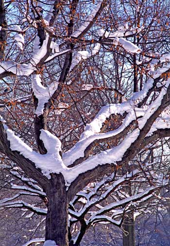 fine_art_photography_images_nyc_file_73_1st_europe_online_tv_fine_art
