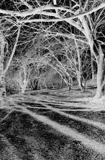 fine_art_photography_images_televine_photography_art
