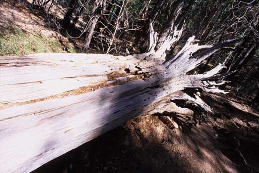 fine_art_photography_images_sedona_s_file_7.1_europe_online_tv_fine_art